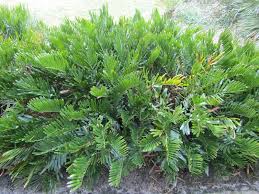 Image result for Fuirena zambesiaca