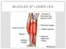 Even if you pick a body part you want to work on and tailor a practice that way, you'll still feel the benefits elsewhere. Foot And Ankle Anatomy Resources Getbodysmart Com Http