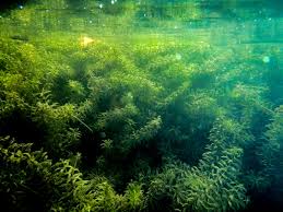 Image result for Hydrilla