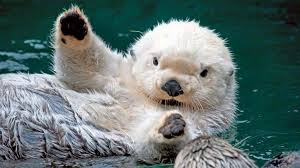 That S The Cutest Thing I Ve Ever Seen Original White Don T Think I Ve Ever Seen A White One Animals Cute Animals Baby Sea Otters