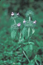 Image result for Clinopodium uhligii