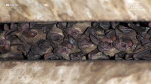 Expert bat removal in Buda