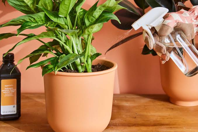 Hydrogen peroxide on house plants