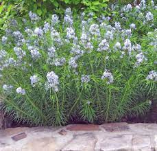 We did not find results for: Arkansas Blue Star Wyoming Plant Company