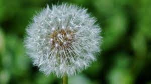 Gratis untuk komersial tidak perlu kredit bebas hak cipta. Dandelion Bunga Liar Yang Bermanfaat Sebagai Tanaman Obat