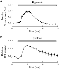 Why does a cell swell in a hypotonic solution. Purinergic Independent Calcium Signaling Mediates Recovery From Hepatocellular Swelling Journal Of Biological Chemistry
