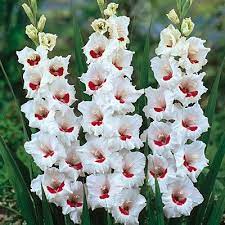 Demetrick Net Gladiolus Flower Gladiolus Bulbs Gladiolus