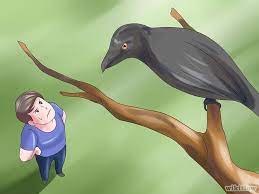How To Get Rid Of Crows Crow Crow Bird Black Bird