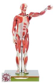 mannliche muskelfigur figur muskeln mannlich