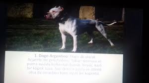 Dunyanin En Guclu Kopek Irki Top 10 Youtube