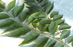 Jual pokok daun kari 0136225150. Ini Khasiat Daun Kari Yang Buat Ramai Mak Ayah Kita Gembira Bila Tau Subhanallah