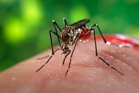 البعوض الناموس insectox