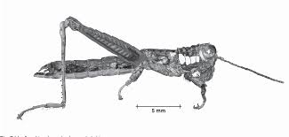 Семейство acrididae macleay, 1819 — настоящие саранчовые; The Grasshoppers Caelifera Of Costa Rica And Panama Semantic Scholar