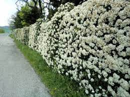 Se volete creare un ambiente sempre verde e rigoglioso, la scelta ideale è una rampicante sempreverde. Piante Da Giardino 10 Varieta Sempreverdi E Con Fiori
