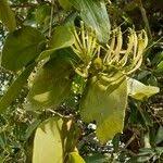 Image result for Erianthemum dregei