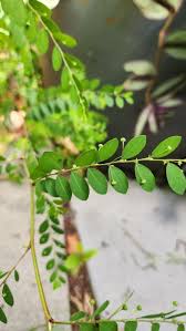 Image result for Phyllanthus omahakensis