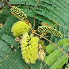 Image result for Leucas capensis