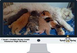 Simak 5 Perilaku Kucing Setelah Melahirkan Wajib Diketahui