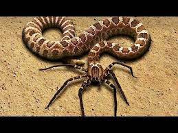 10 Rarest Snakes In The World Youtube Animal Mashups Scary Animals Photoshopped Animals