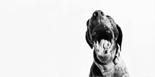 Because of this, some may not initially be all that concerned about it. Is Your Dog Coughing Our Vet Explains Possible Causes Solutions
