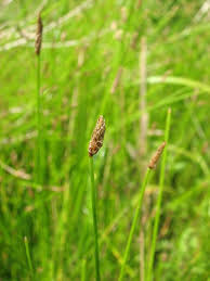 Image result for Eleocharis naumanniana