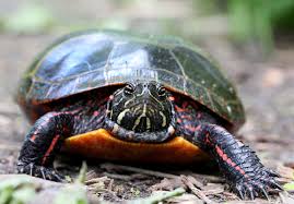 In the wild, a typical clutch of eggs will not be all male or all female, as the temperature in the nest may vary depending on the depth of one egg compared with that of another. Sexing A Painted Turtle Naturally Curious With Mary Holland