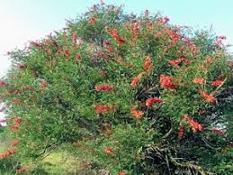 Image result for Sporobolus natalensis