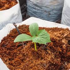 Cocopeat kullanarak köklendirme ve bitki buyutebilirsini. Jual Cocopeat Untuk Media Tanam Hidroponik Per 1kg 0856 0856 6034
