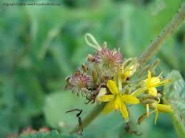 Image result for Triumfetta brachyceras