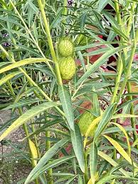 Image result for Gomphocarpus physocarpus