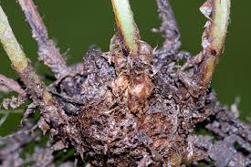 Image result for Aleuritopteris welwitschii