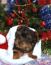 Christmas Yorkshire Terrier Puppy In 2020 Yorkie Puppy Yorkshire Terrier Yorkshire Terrier Puppies