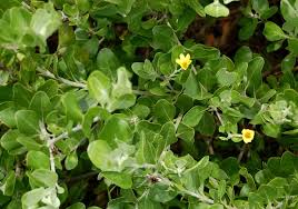 Image result for Chrysanthemoides monilifera