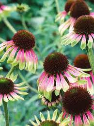 Echinacea Green Envy Planten Tuin Bloemen