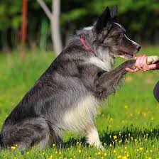 Bruce lincis dog training is a premier dog trainer in phoenix, az. Dog Training Service In Phoenix Az Dog Obedience Training