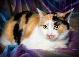 Apakah semalam bermimpi tentang kucing? Kenapa Kucing Bermimpi Tafsiran Mimpi Kucing