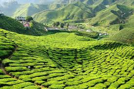 Cameron highlands merupakan sebuah tempat tarikan pelancongan yang terletak di negeri pahang. Tempat Menarik Di Cameron Highland Pahang Tripjalan