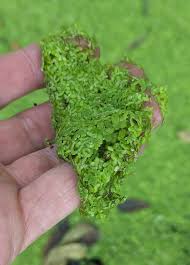 Image result for Lemna