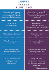 Difference Between Capsule And Slime Layer Comparison Summary Capsule Slime Cell Wall