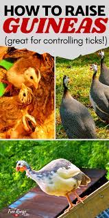 Pin On Poultry
