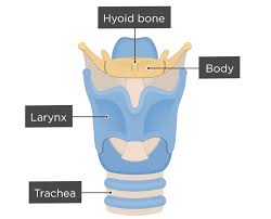 Image result for Hyoid Bone