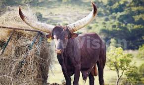 (ap) — the department of veterans affairs is moving to offer transgender veterans gender confirmation surgery, secretary denis mcdonough announced at a pride month event in orlando saturday. The New Vision An Ankole Bull Belonging To South African Deputy President Matamela Cyril Ramaphosa Sold For R640 000 Sh174 611 820 Read More In The Sunday Vision Epaper Https Vpg Visiongroup Co Ug Flippaper Personal Facebook