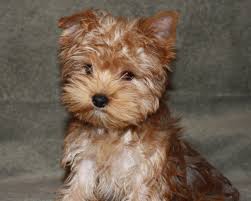 Black And Brown Yorkie Puppy Karmel Kandy