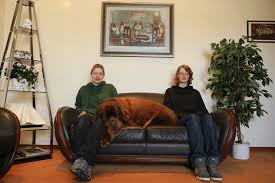 Wir sind natürlich alle ehrenamtlich tätig und haben neben familie und eigenen tieren noch einen fulltimejob. Darf Ein Hund Auf Das Sofa Oder Hilfe Fur Aufrechtes Sitzen