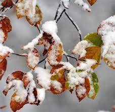 Ab mitte januar hat der winter und der. Wetter Der Erste Schnee Ist Da Jetzt Kommt Der Winter Bilder Fotos Welt