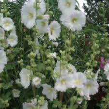Other common names of hollyhock include common garden hollyhock, derives, common hollyhock, garden mallow and garden hollyhock. Hollyhock Biennial Or Perennial Confusion Knowledgebase Question Garden Org