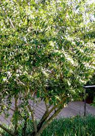 Image result for Rhamnus prinoides