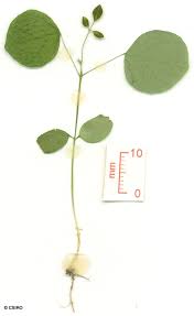 Image result for Neonotonia wightii