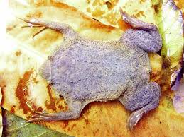 Suriname toad and african clawed frog drawn by oudart and engraved by forget from charles d'orbigny's dictionnaire. Suriname Toad Stabroek News