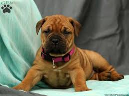 See more ideas about puppies, bull mastiff, mastiffs. Bullmastiff Puppies For Sale Greenfield Puppies